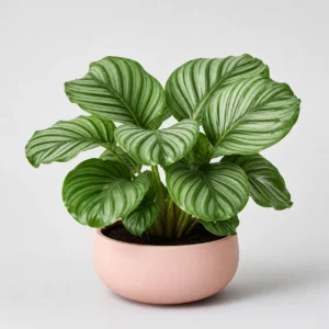 Orbifolia Calathea front view