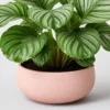 Orbifolia Calathea container detail