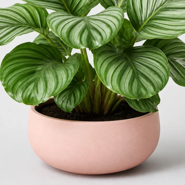 Orbifolia Calathea container detail