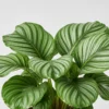Orbifolia Calathea detail view