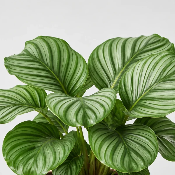 Orbifolia Calathea detail view