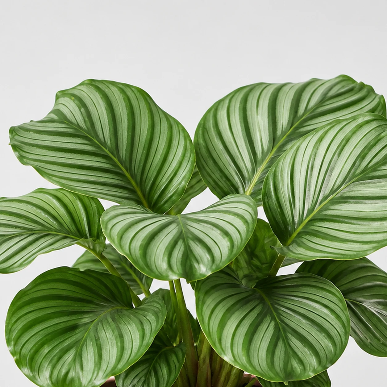 Orbifolia Calathea detail view
