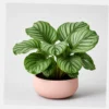 Orbifolia Calathea styled view