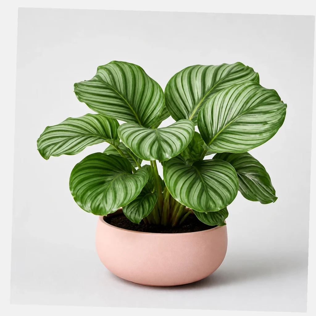 Orbifolia Calathea styled view
