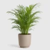 Parlor Palm front view