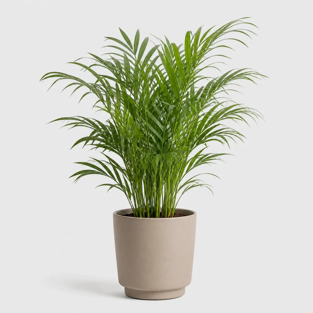 Parlor Palm front view
