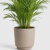 Parlor Palm container detail