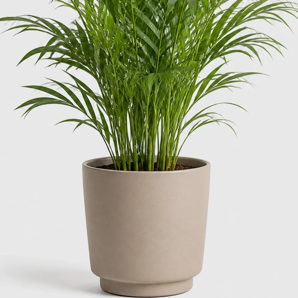 Parlor Palm container detail