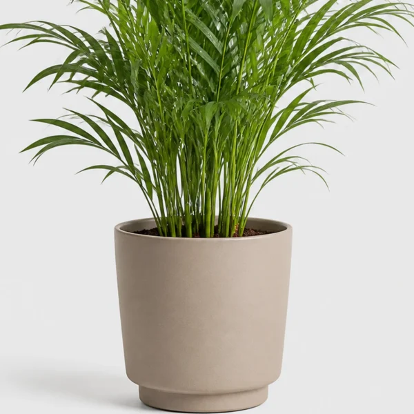 Parlor Palm container detail