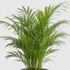 Parlor Palm detail view