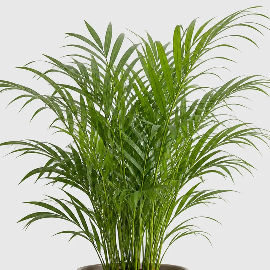 Parlor Palm detail view