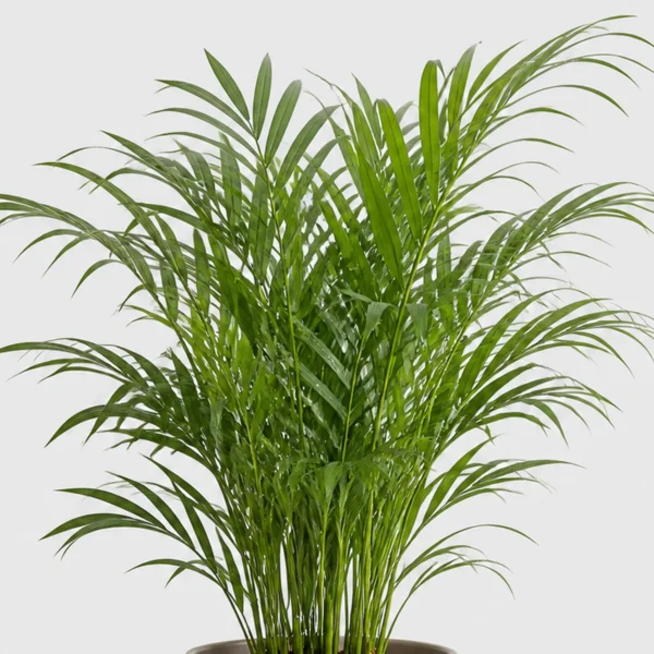 Parlor Palm detail view