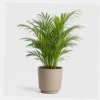 Parlor Palm styled view