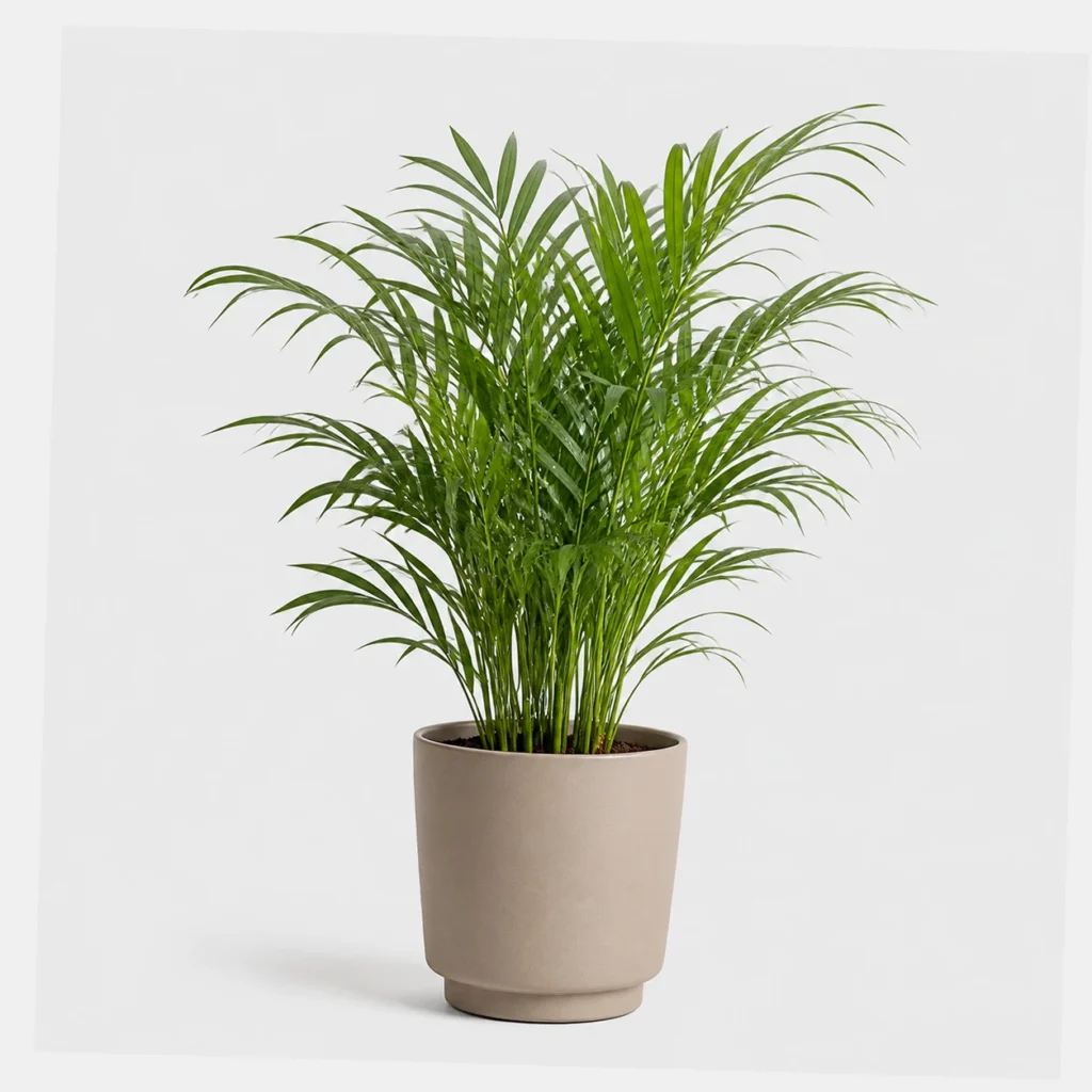 Parlor Palm styled view