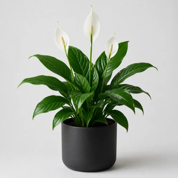 Peace Lily Bloom front view