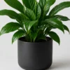 Peace Lily Bloom container detail