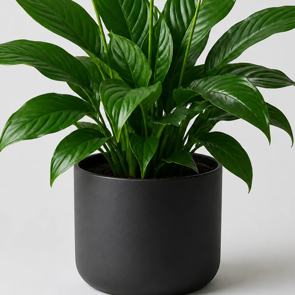 Peace Lily Bloom container detail