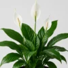 Peace Lily Bloom detail view