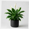 Peace Lily Bloom styled view