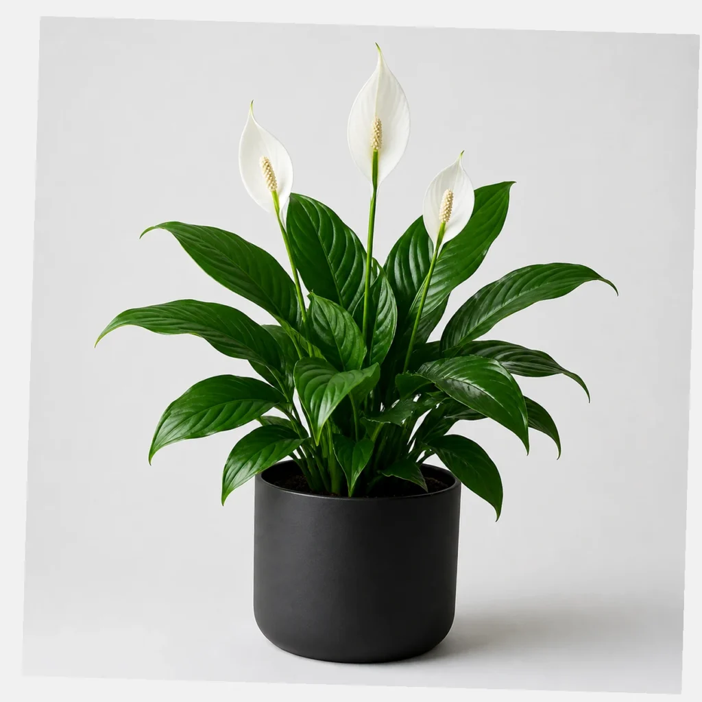 Peace Lily Bloom styled view