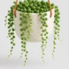 Pearl String Trailer container detail