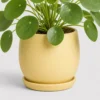 Pilea Moon Coin container detail
