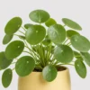 Pilea Moon Coin detail view