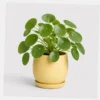 Pilea Moon Coin styled view
