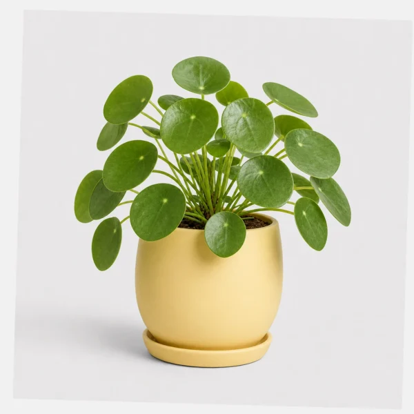 Pilea Moon Coin styled view