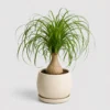 Ponytail Palm front view