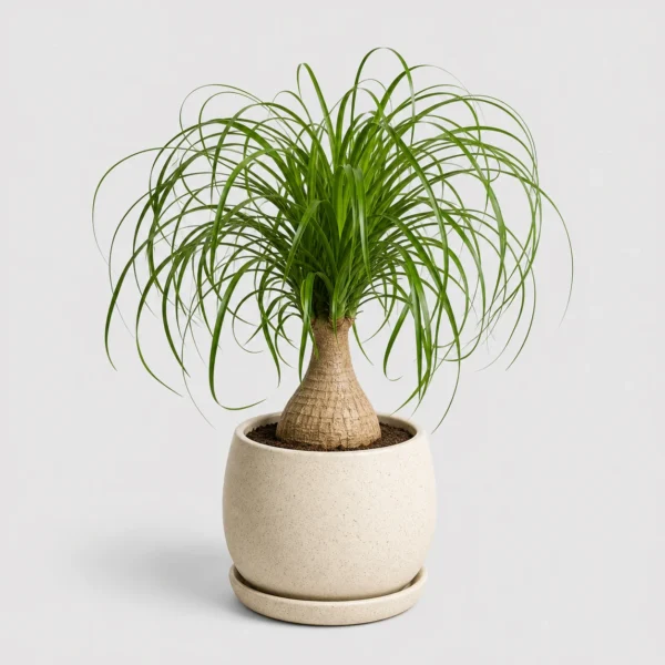 Ponytail Palm front view