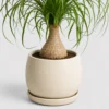 Ponytail Palm container detail
