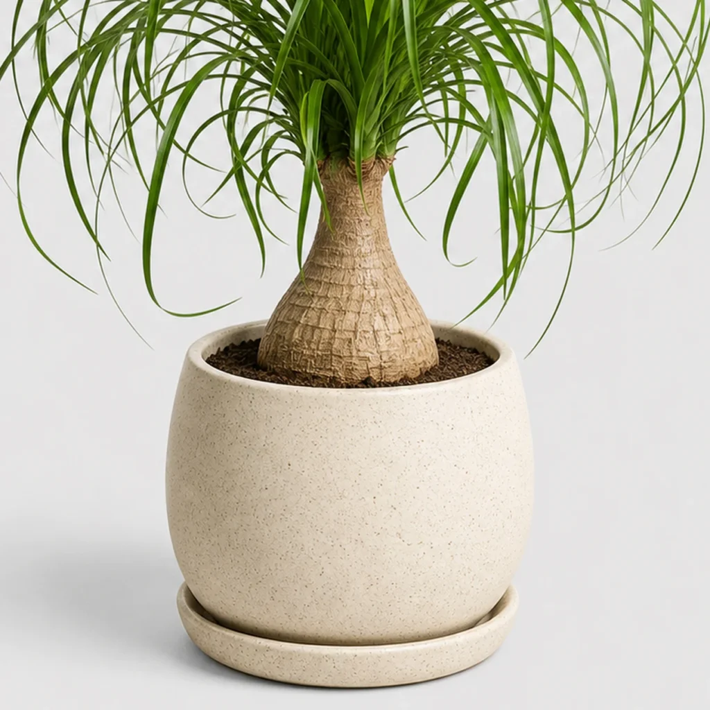 Ponytail Palm container detail