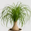 Ponytail Palm detail view