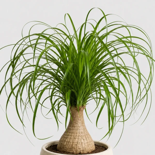 Ponytail Palm detail view