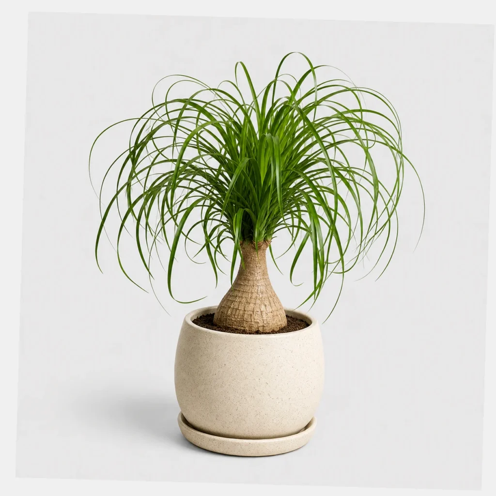Ponytail Palm styled view