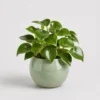 Raindrop Peperomia front view