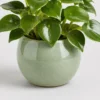 Raindrop Peperomia container detail