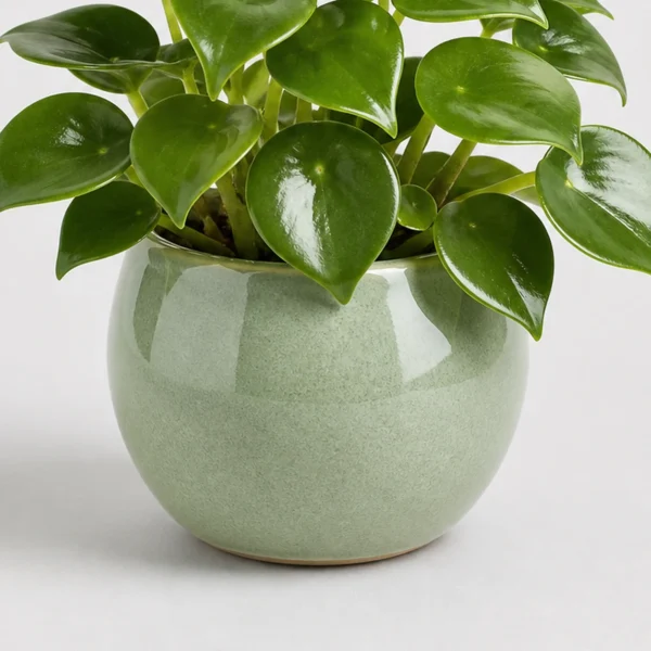 Raindrop Peperomia container detail