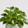 Raindrop Peperomia detail view