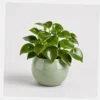 Raindrop Peperomia styled view