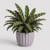 Rattlesnake Calathea front view