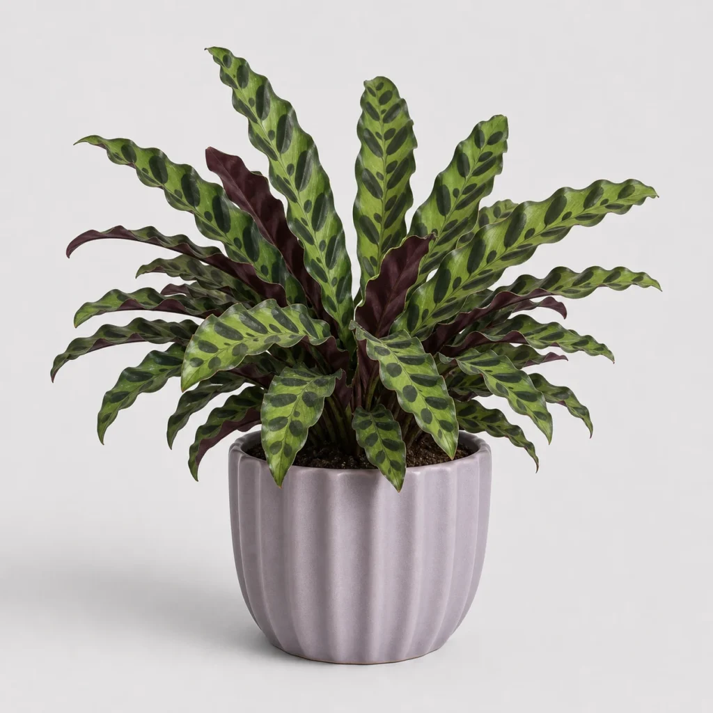 Rattlesnake Calathea front view