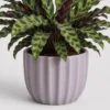 Rattlesnake Calathea container detail