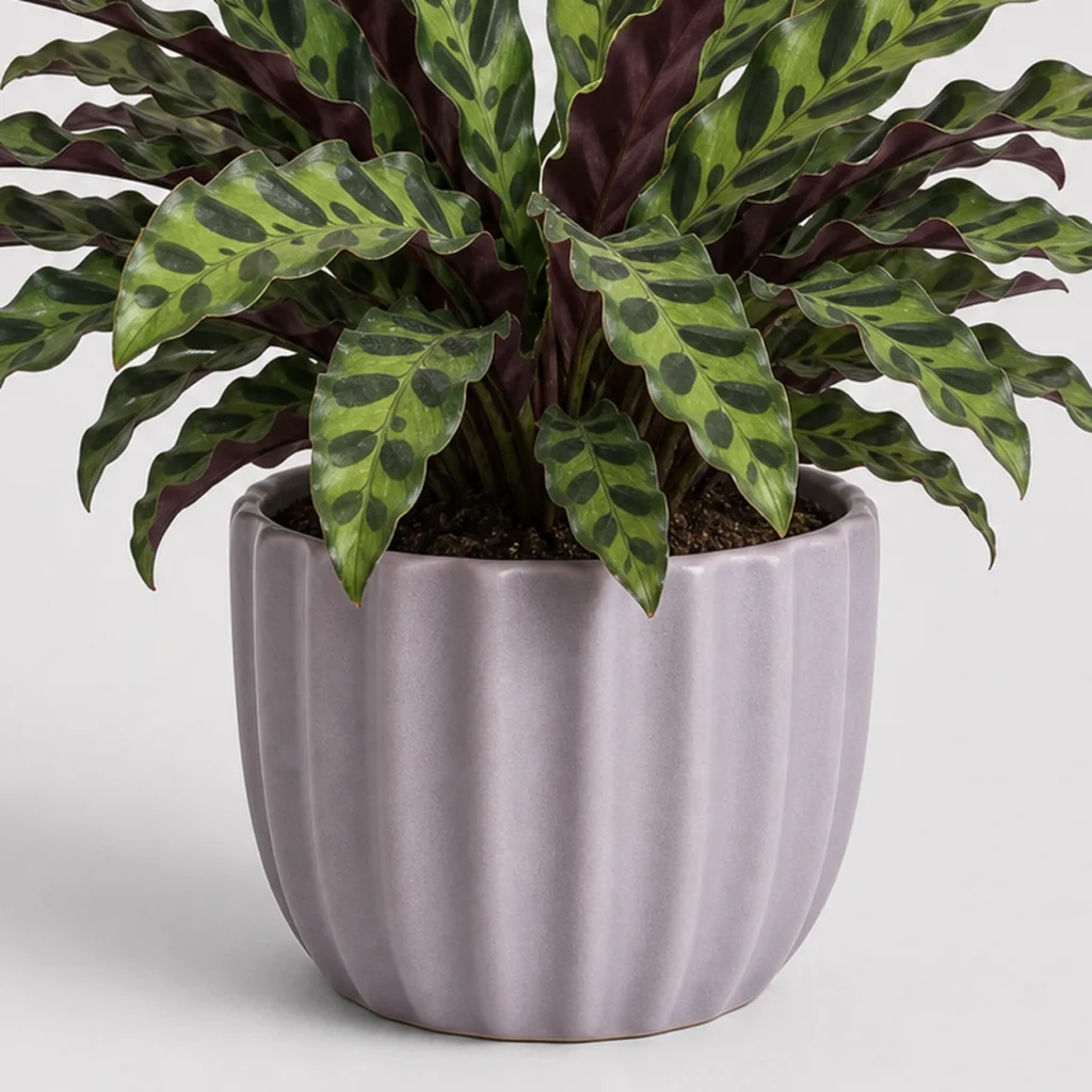 Rattlesnake Calathea container detail