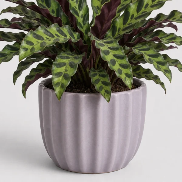 Rattlesnake Calathea container detail