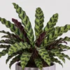 Rattlesnake Calathea detail view