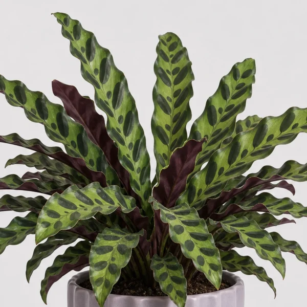 Rattlesnake Calathea detail view