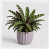 Rattlesnake Calathea styled view