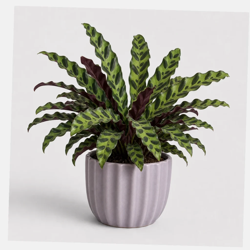 Rattlesnake Calathea styled view